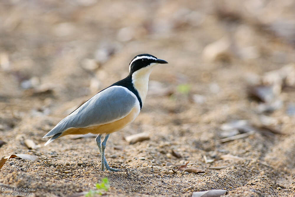 Egyptian Ploveradult, identification