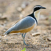 Egyptian Plover