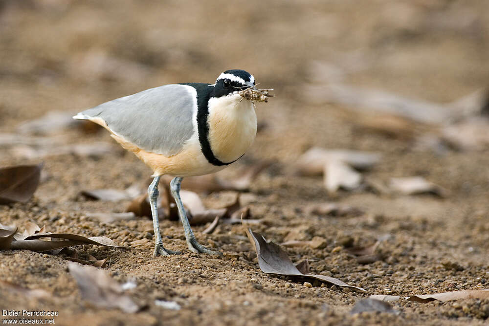 Egyptian Ploveradult, feeding habits