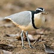 Egyptian Plover