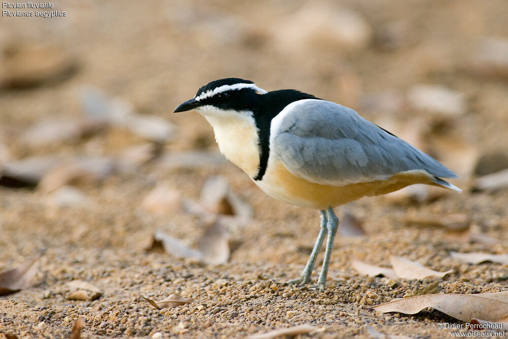 Egyptian Plover