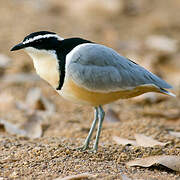 Egyptian Plover