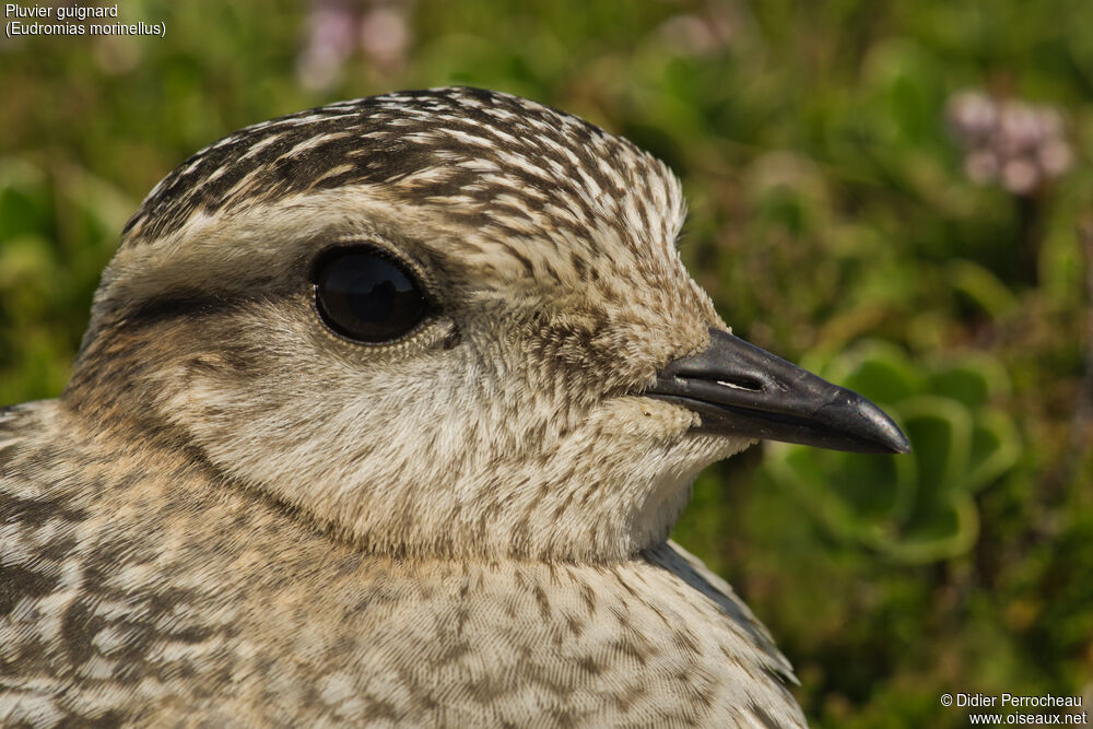 Eurasian Dotterel