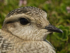 Eurasian Dotterel