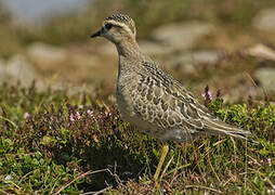 Eurasian Dotterel