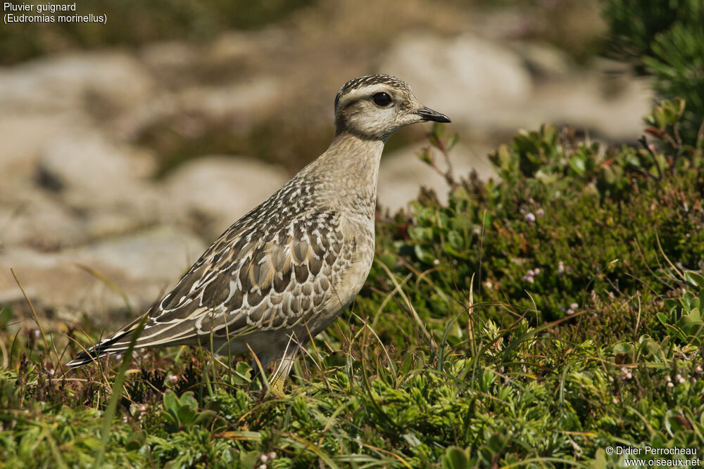 Eurasian Dotterel