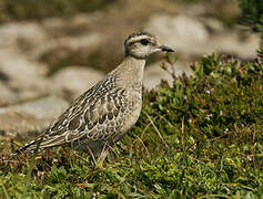 Eurasian Dotterel