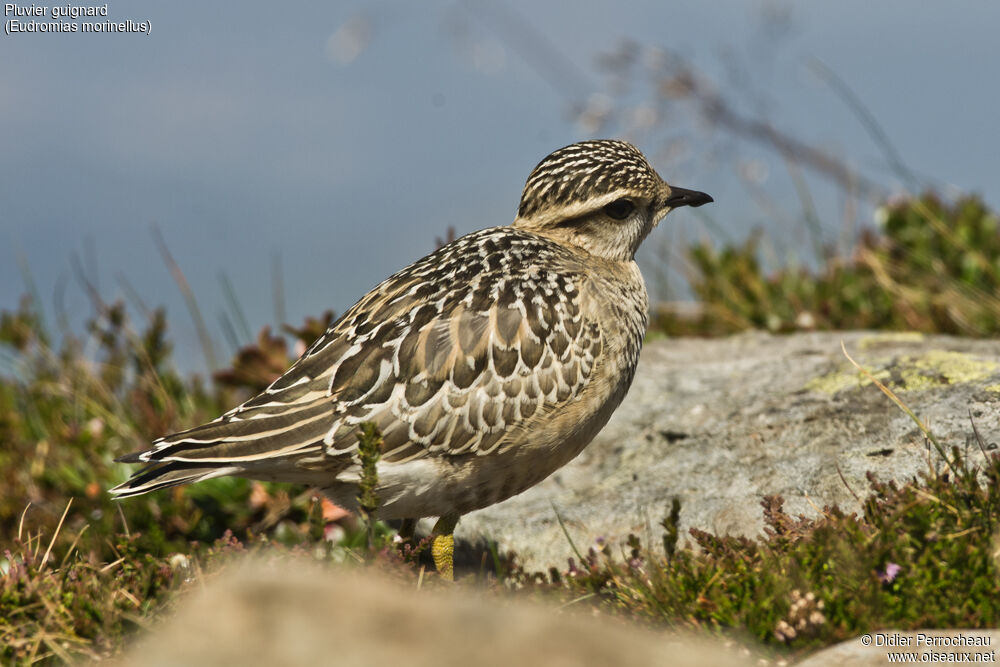 Eurasian Dotterel