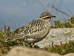 Eurasian Dotterel