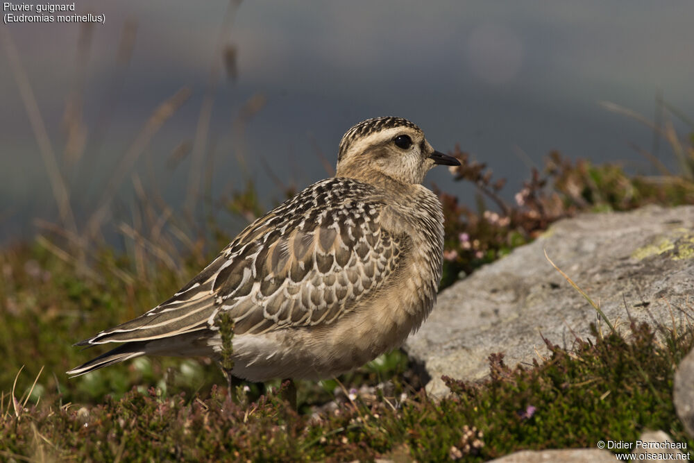 Eurasian Dotterel