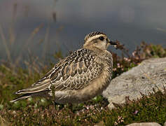 Eurasian Dotterel