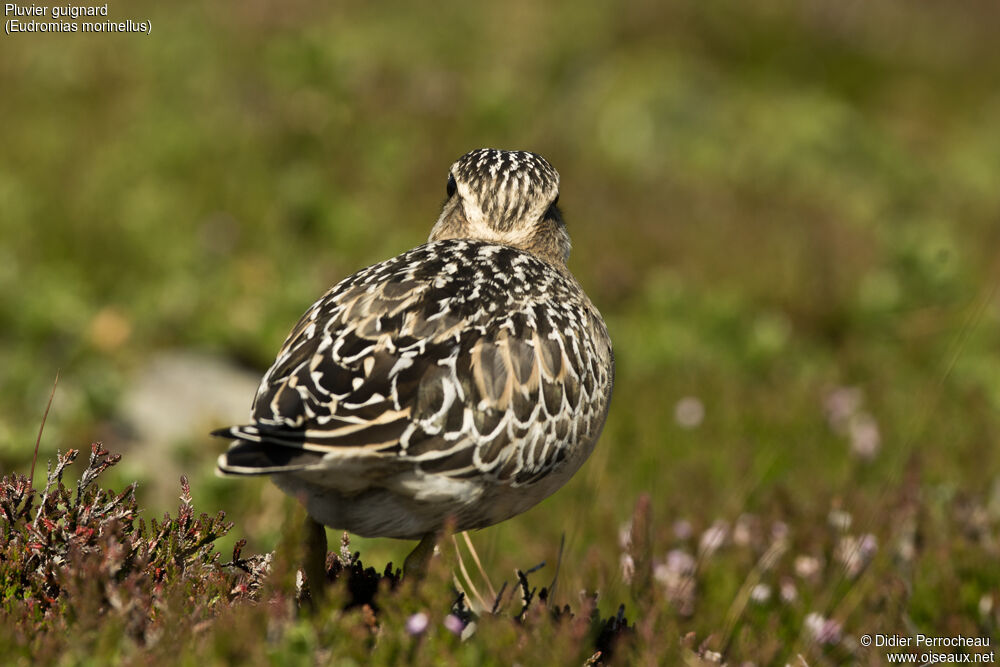 Eurasian Dotterel