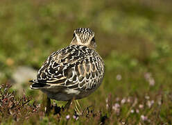 Eurasian Dotterel