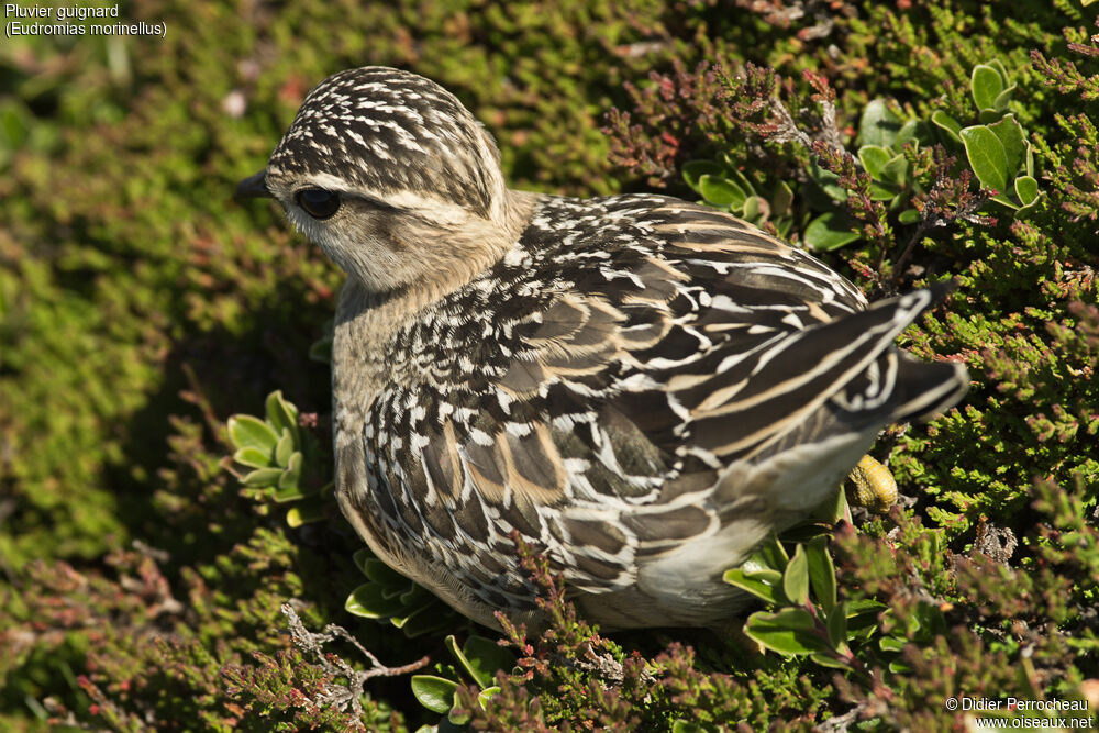 Eurasian Dotterel