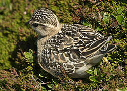 Eurasian Dotterel