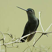 Blue-fronted Lancebill