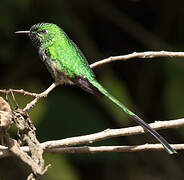 Green-tailed Trainbearer