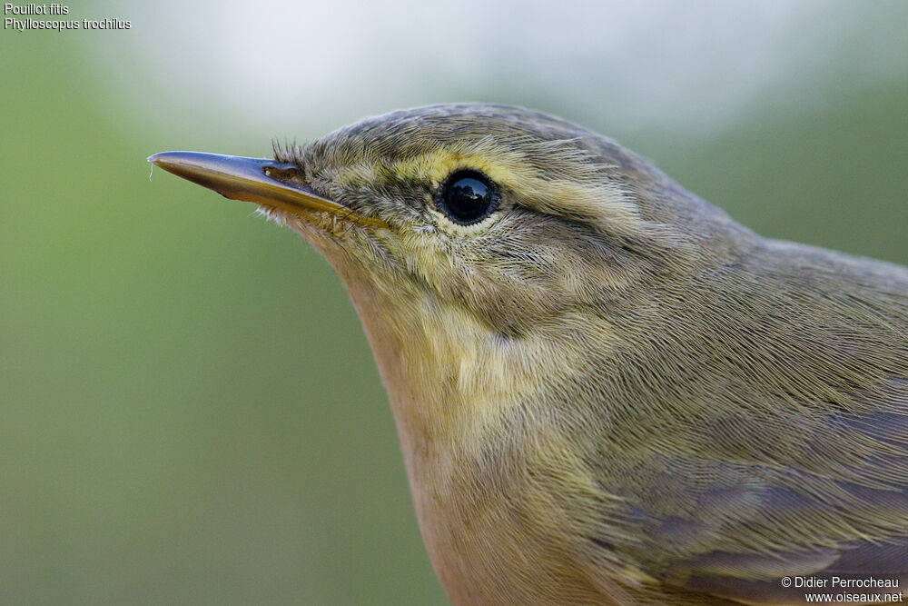 Willow Warbler