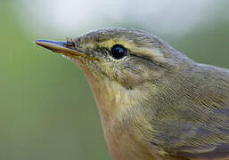 Willow Warbler