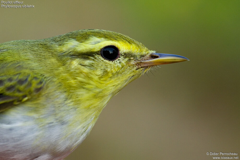 Wood Warbler