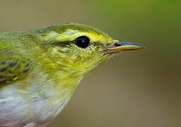 Wood Warbler