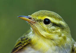 Wood Warbler