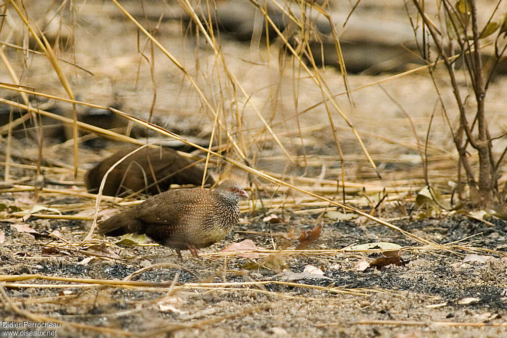 Poulette de roche, identification