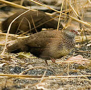 Stone Partridge