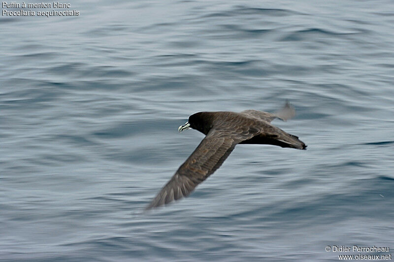 Puffin à menton blanc