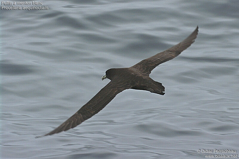 White-chinned Petrel