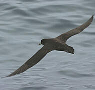 White-chinned Petrel