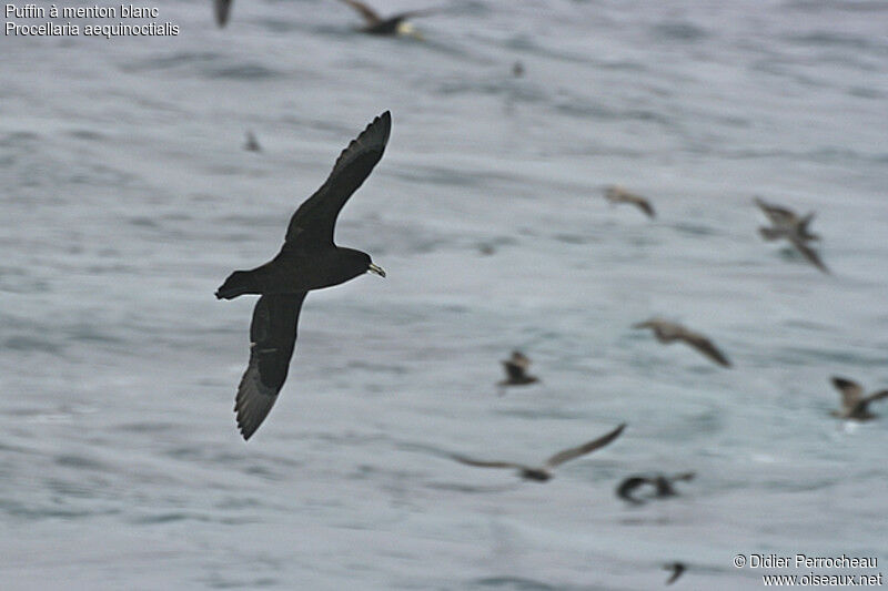 Puffin à menton blanc