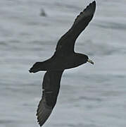 White-chinned Petrel