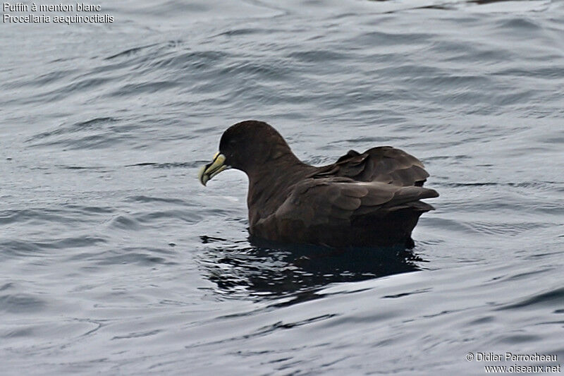 Puffin à menton blanc