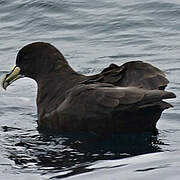 White-chinned Petrel