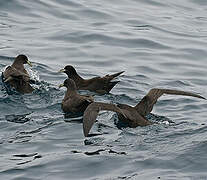 White-chinned Petrel