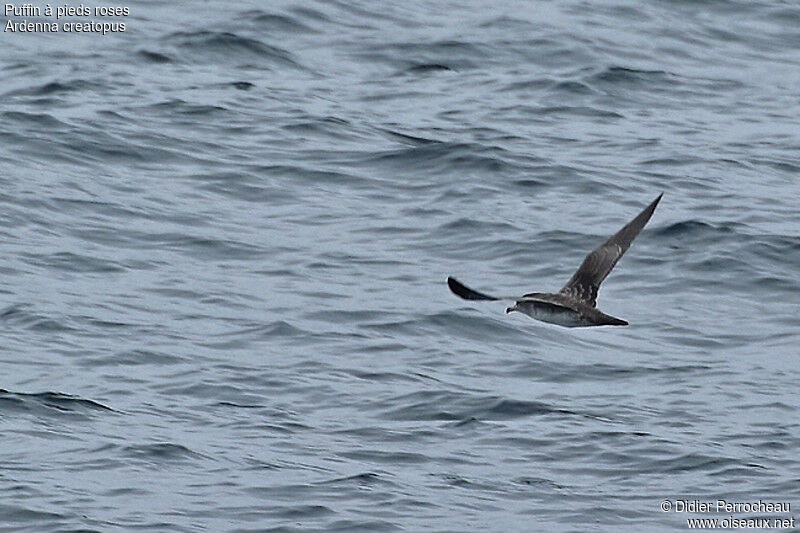 Pink-footed Shearwater