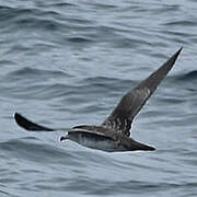 Pink-footed Shearwater