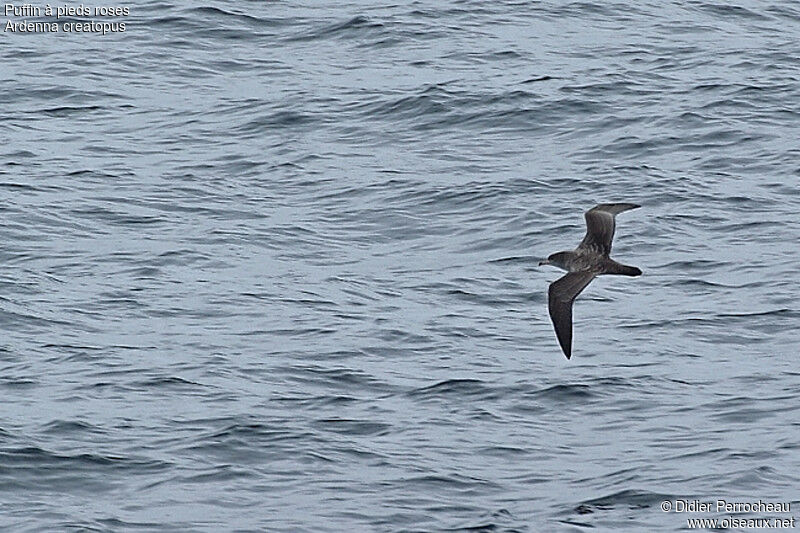 Puffin à pieds roses