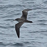 Pink-footed Shearwater