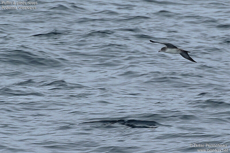 Puffin à pieds roses