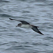 Pink-footed Shearwater