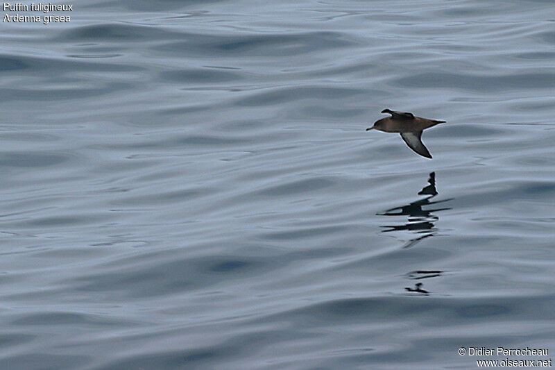 Sooty Shearwater