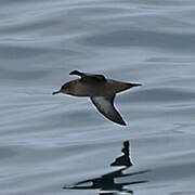 Sooty Shearwater