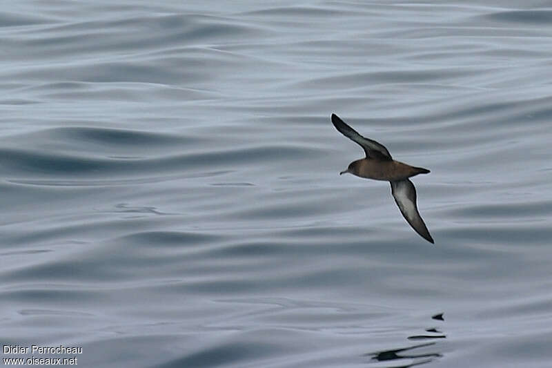 Puffin fuligineux, identification