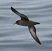 Sooty Shearwater