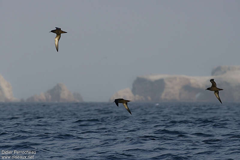 Sooty Shearwater, habitat