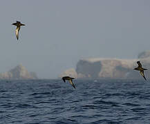 Sooty Shearwater