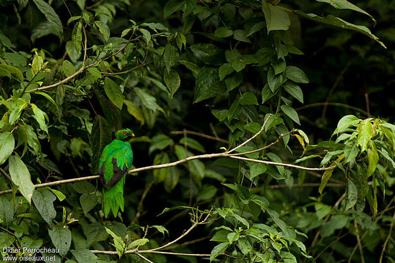 Quetzal antisien mâle adulte