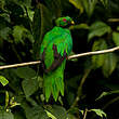 Quetzal antisien